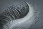 USA, Washington State, Seabeck. Great blue heron feather close-up. Art Print